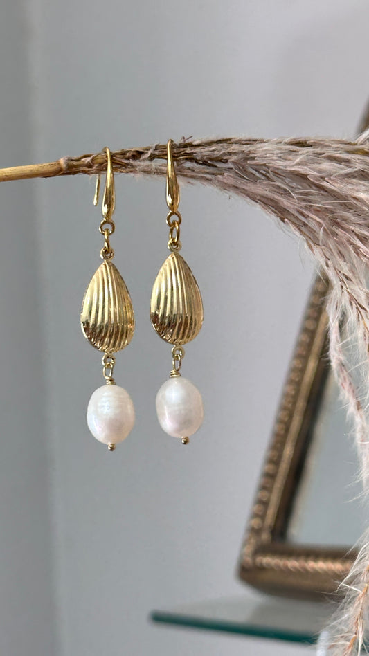 Scallop Earrings